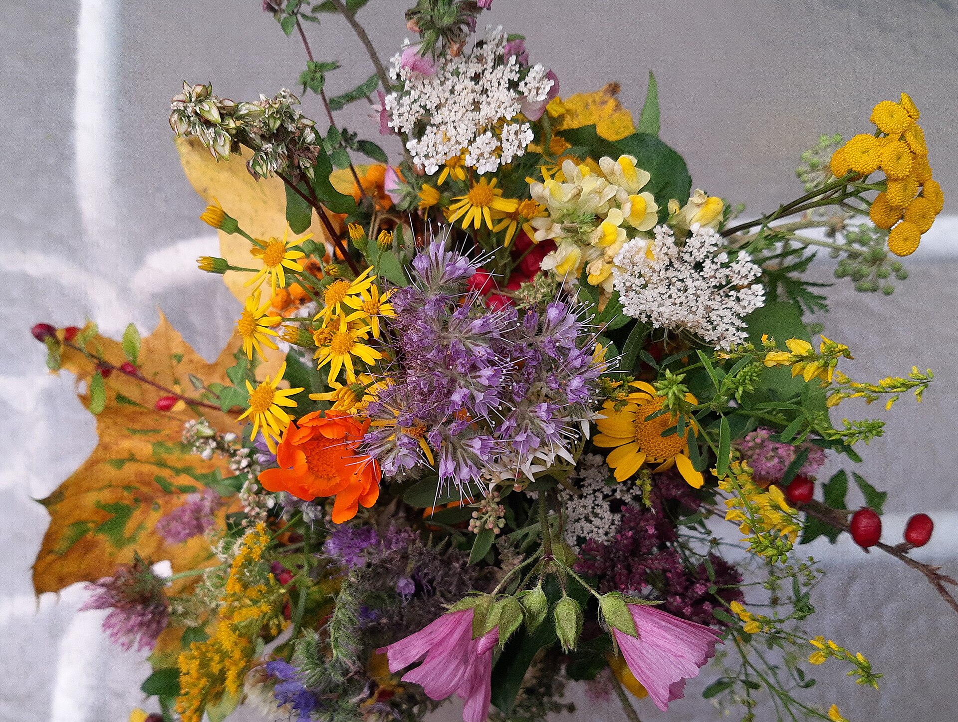 Un bouquet champêtre vu de dessus : fleurs d'ail violettes, ombelles blanches, boutons jaunes de tanaisie, solidage, mauve rose, fleur orange et baies rouges posés sur une feuille d'érable