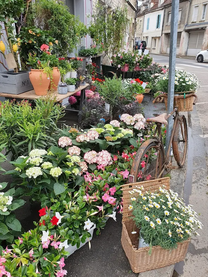 Plantes fleuries en pots exposées devant la boutique