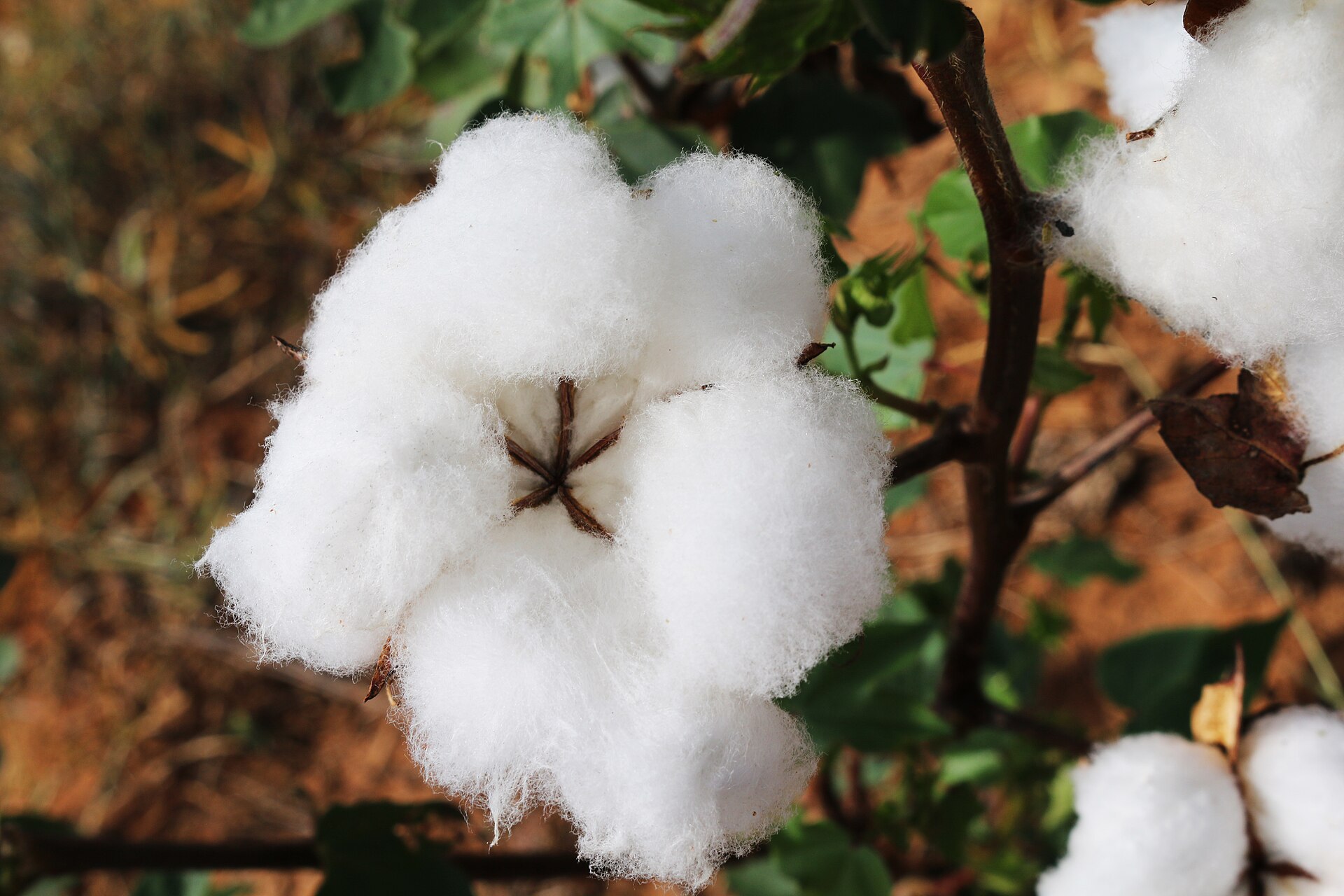 Une capsule de cotonnier ouverte sur une houppe de fibres blanches, en quatre lobes, sur sa tige brune