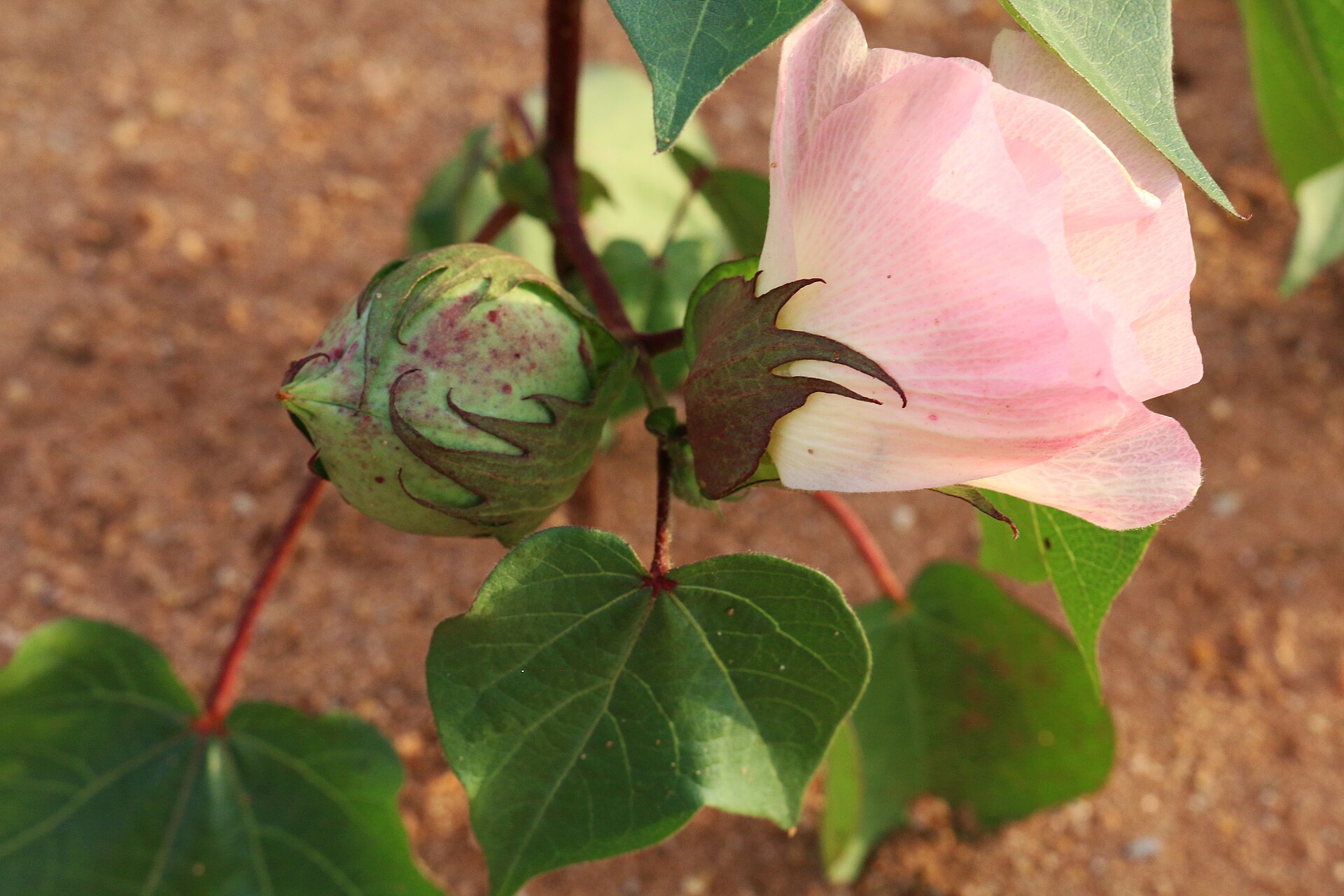 Sur une tige de cotonnier, une fleur rose pâle à côté d'une jeune capsule verte encore fermée, entre des feuilles lobées