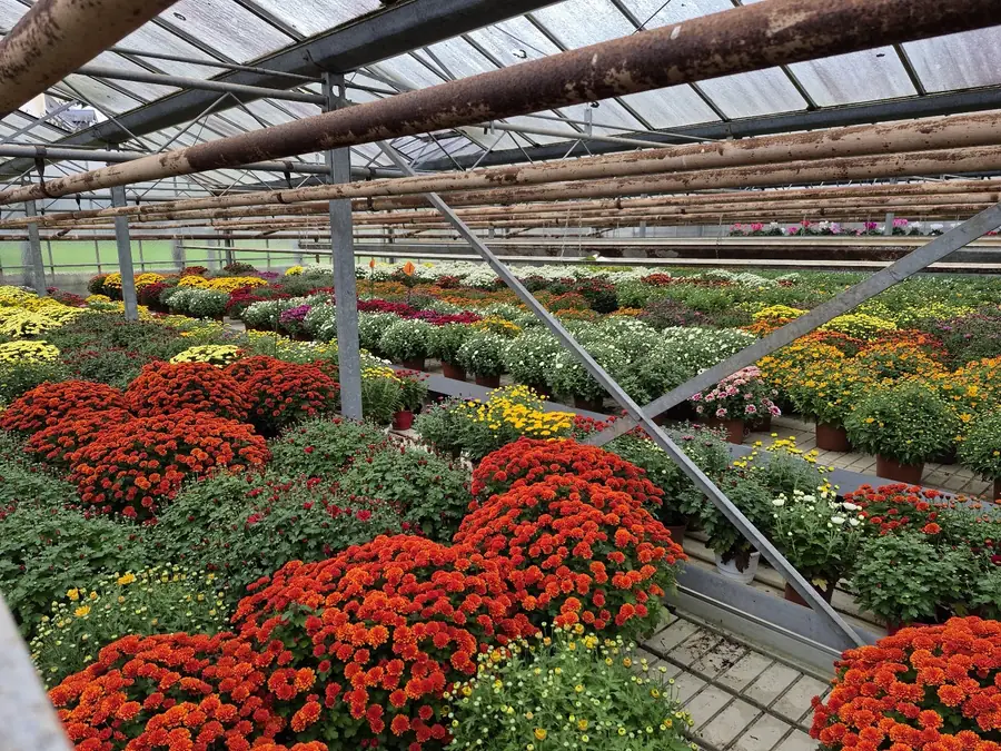 Serre de chrysanthèmes en pots, photo publiée par le commerce