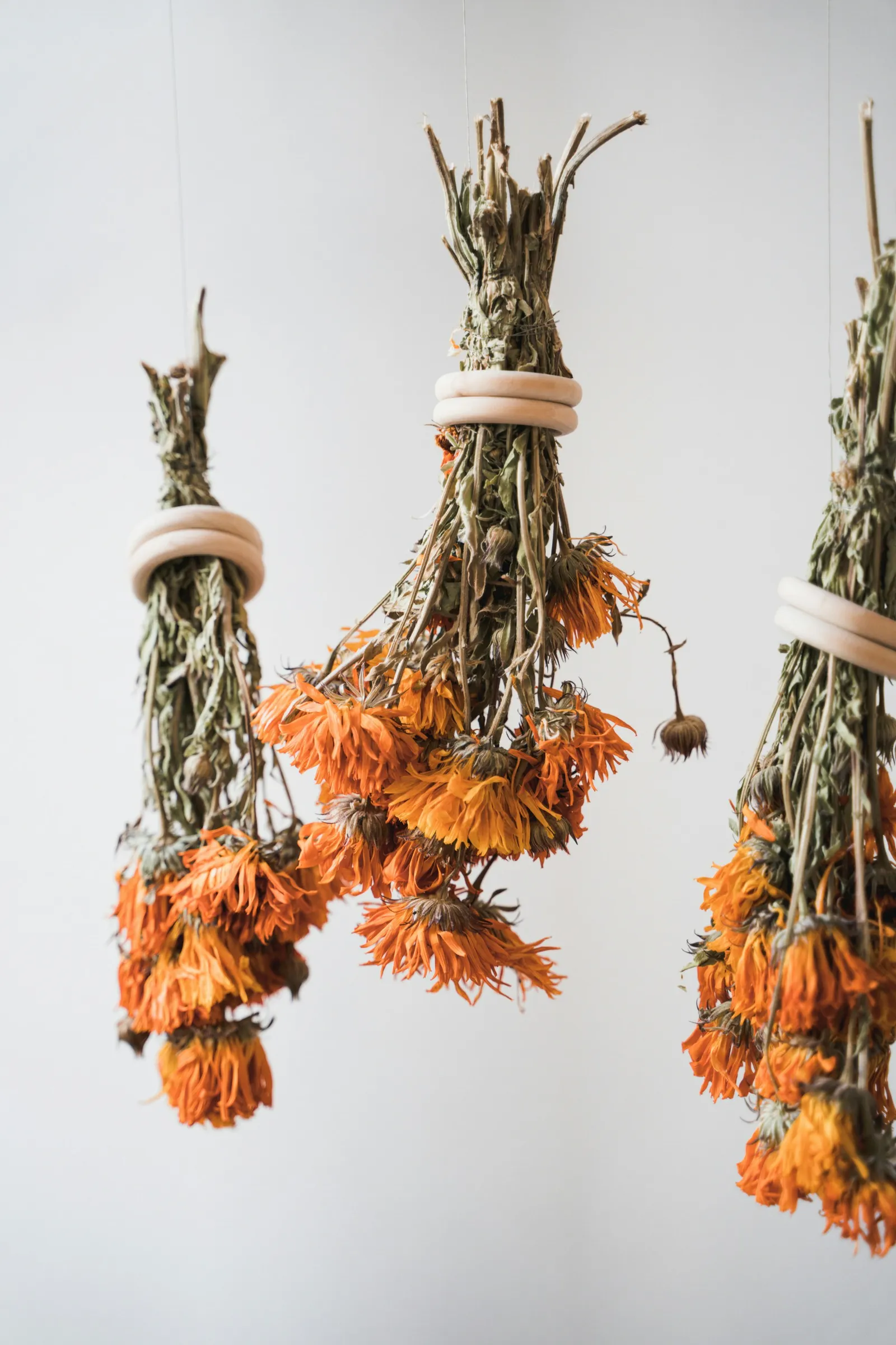 Bouquets de fleurs séchées suspendus tête en bas à un fil, avec tiges liées et fleurs pendantes