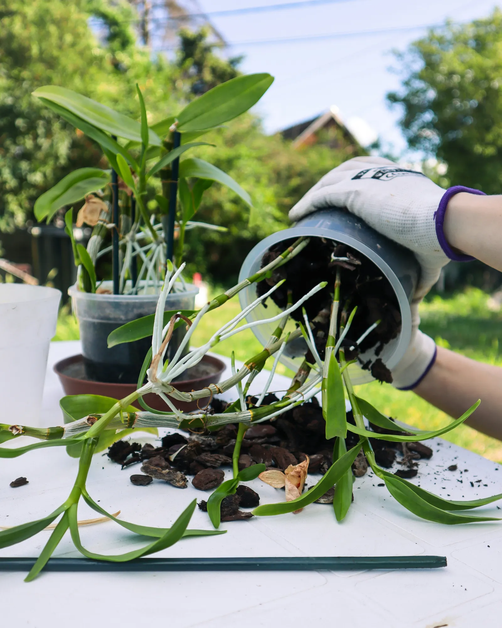Orchidée dépotée avec racines exposées, substrat d’écorces renversé sur une table