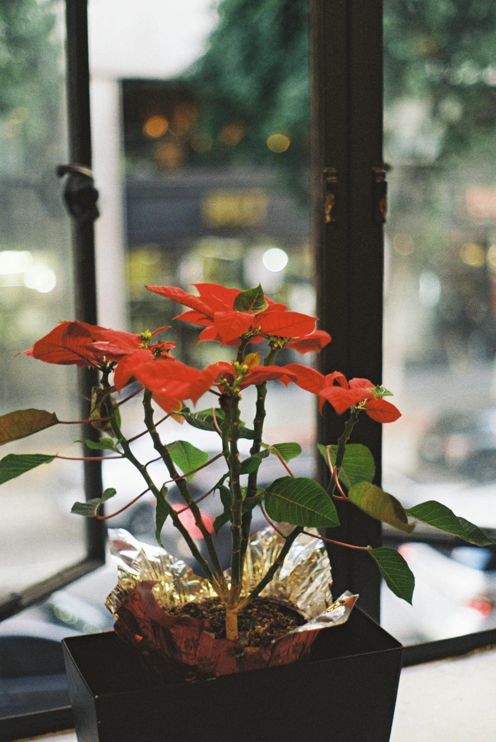 Poinsettia rouge en pot noir posé près d’une fenêtre lumineuse dans une maison
