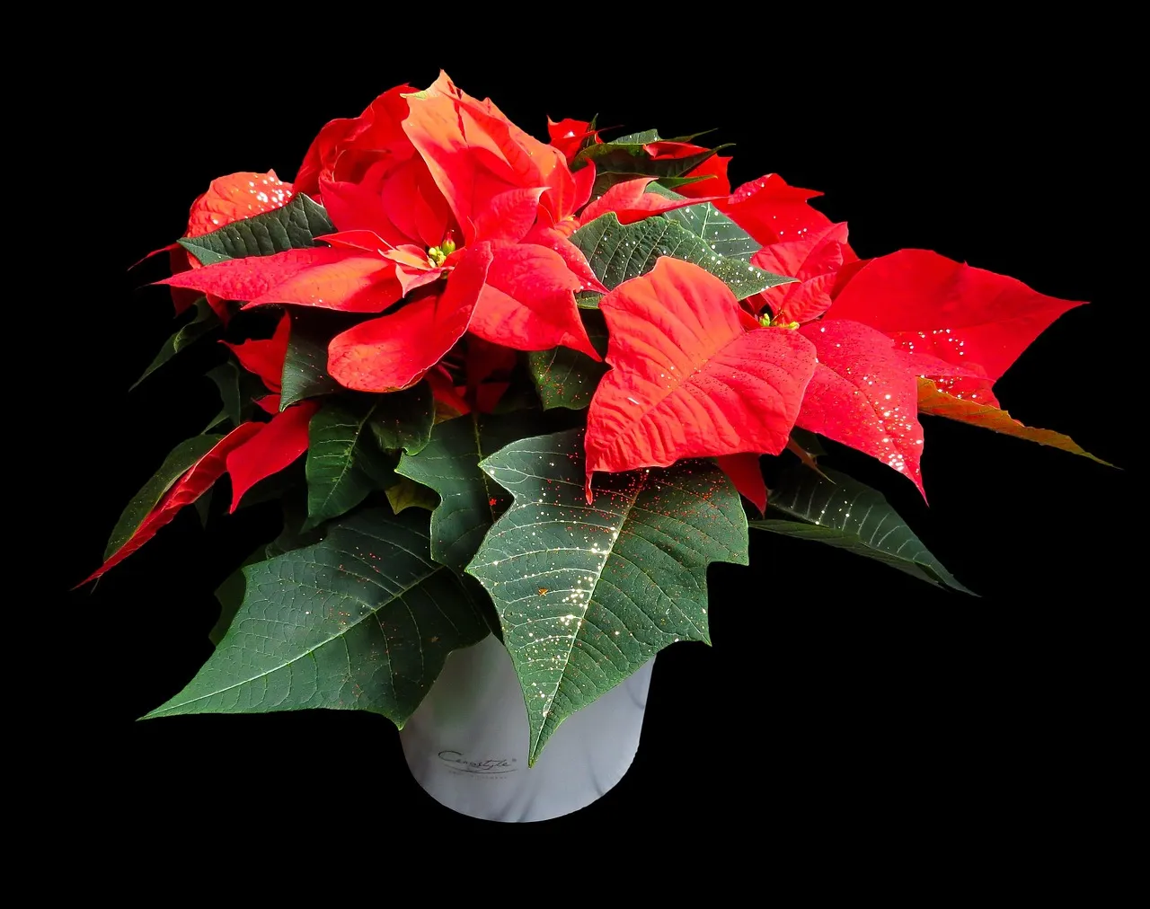 Poinsettia rouge en pot blanc, avec feuilles vertes foncées et bractées rouges bien visibles sur fond noir