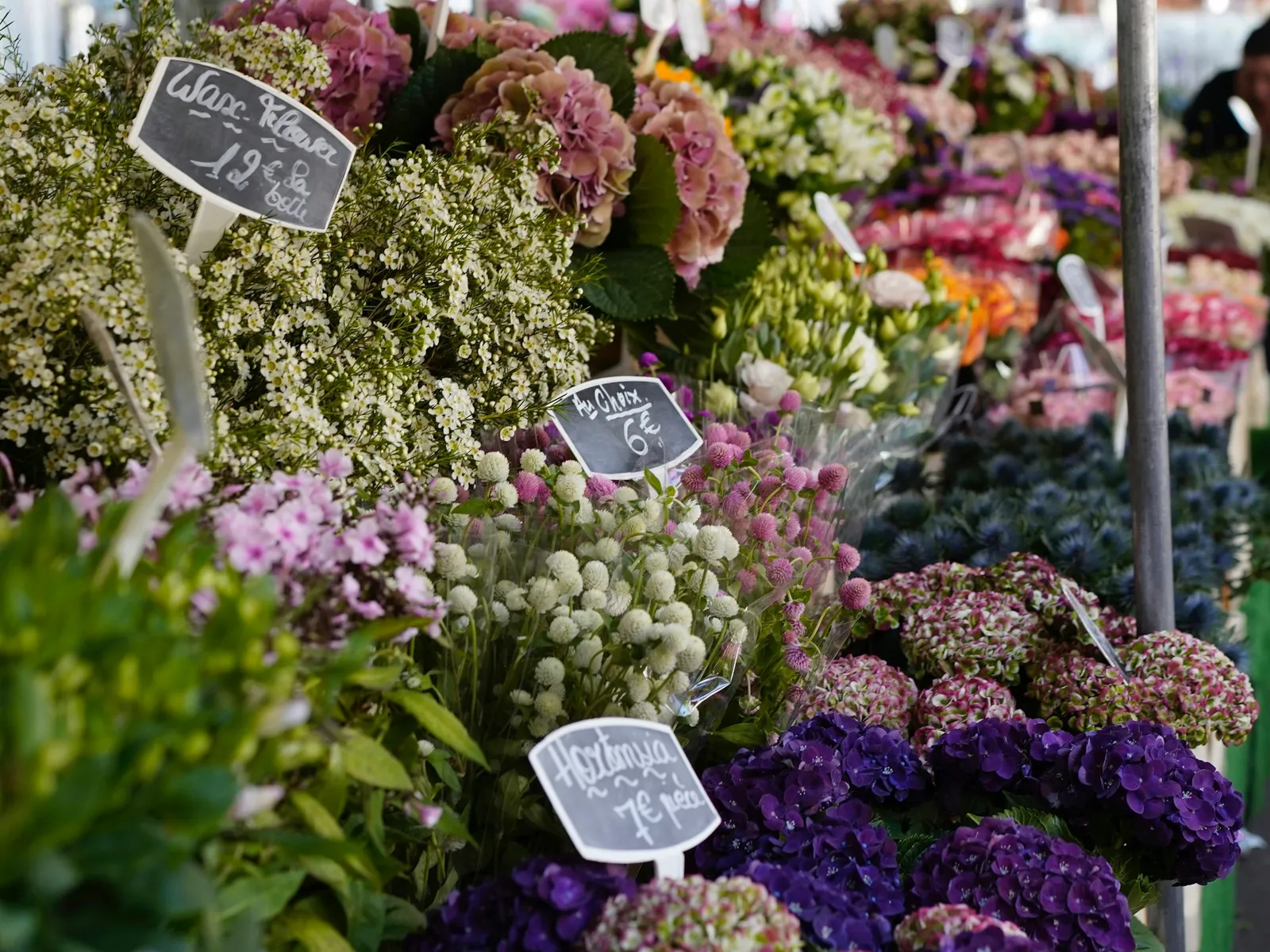 Étal de fleurs coupées avec des hortensias bleus, des œillets et du gypsophile, prix écrits sur de petites ardoises