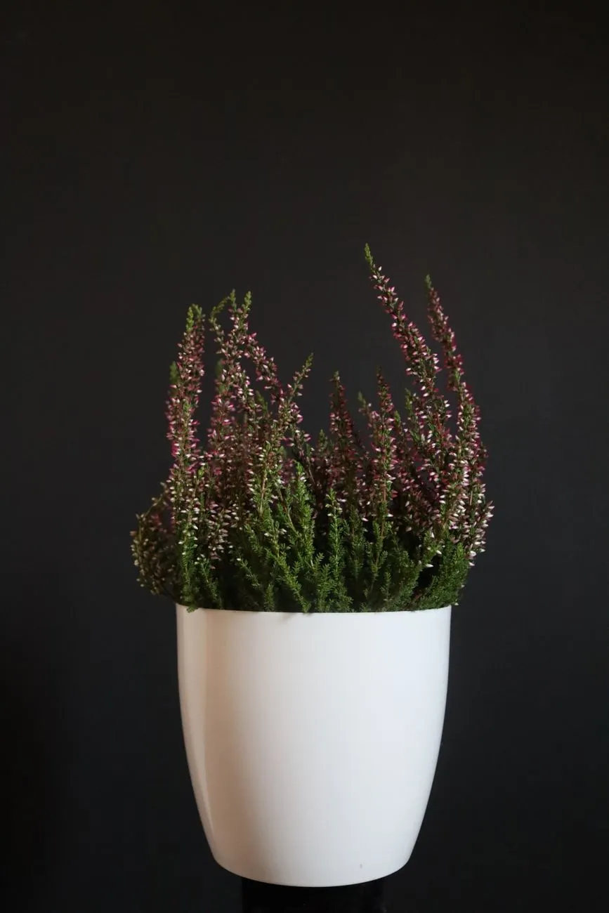 Bruyère en pot blanc sur fond noir, aux tiges fines et aux petites fleurs mauves
