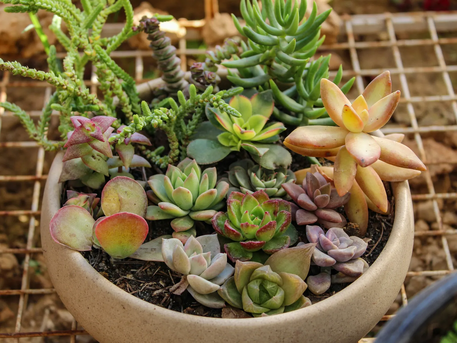 Succulentes variées plantées dans un pot rond, avec rosettes et tiges charnues aux tons verts et rosés