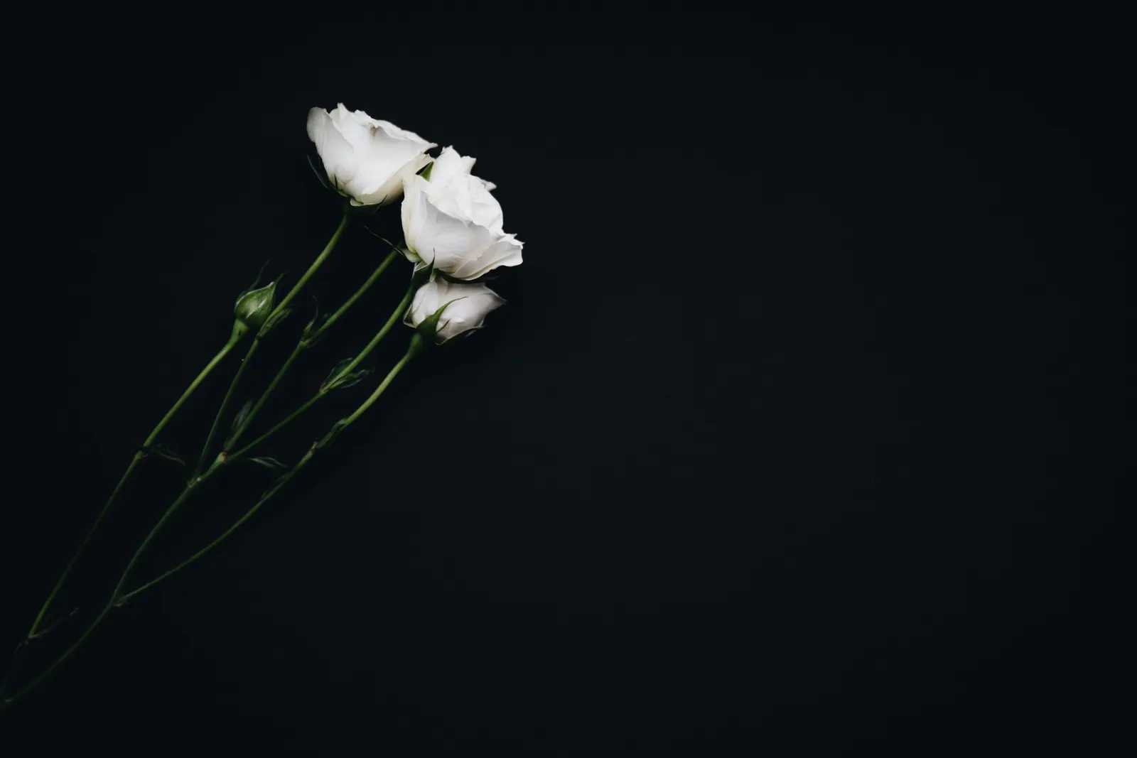 Trois fleurs blanches à longues tiges sur fond noir, composition dépouillée et sobre