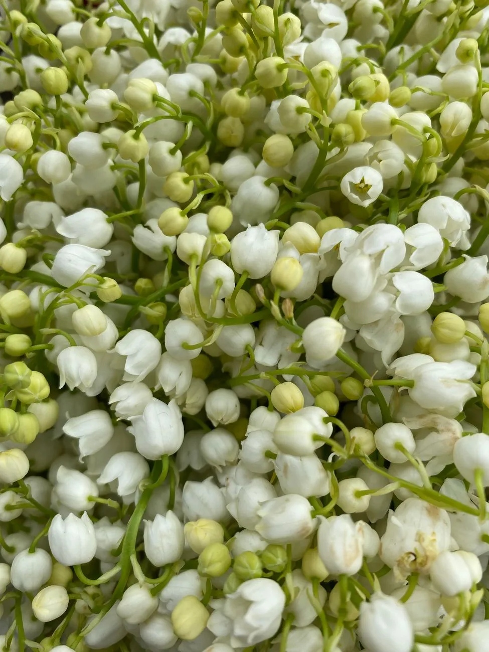 Brin de muguet en fleurs, avec clochettes blanches et larges feuilles vertes, sur fond sombre