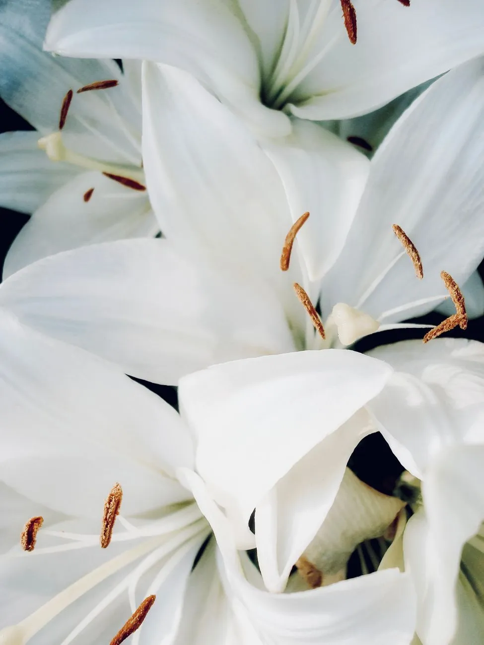Gros plan de lys blancs ouverts, avec pétales délicats et étamines orangées bien visibles