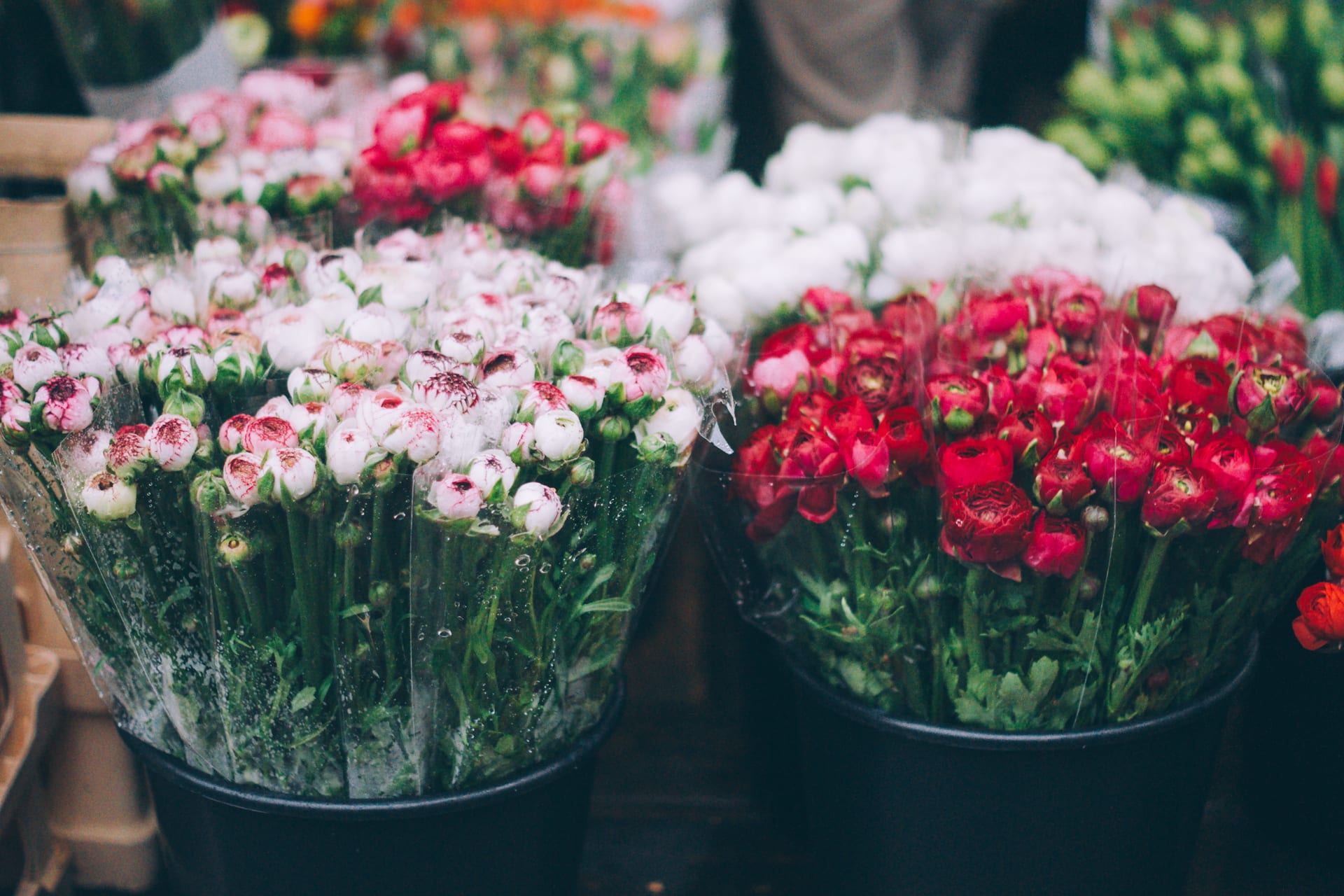 Des seaux noirs remplis d’œillets blancs, roses et rouges sur l’étal d’un fleuriste