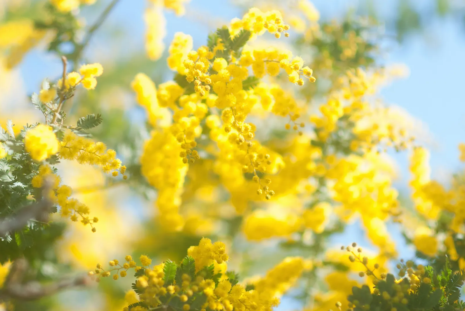 Branches de mimosa aux petites boules jaunes sur fond de ciel clair, avec feuillage vert