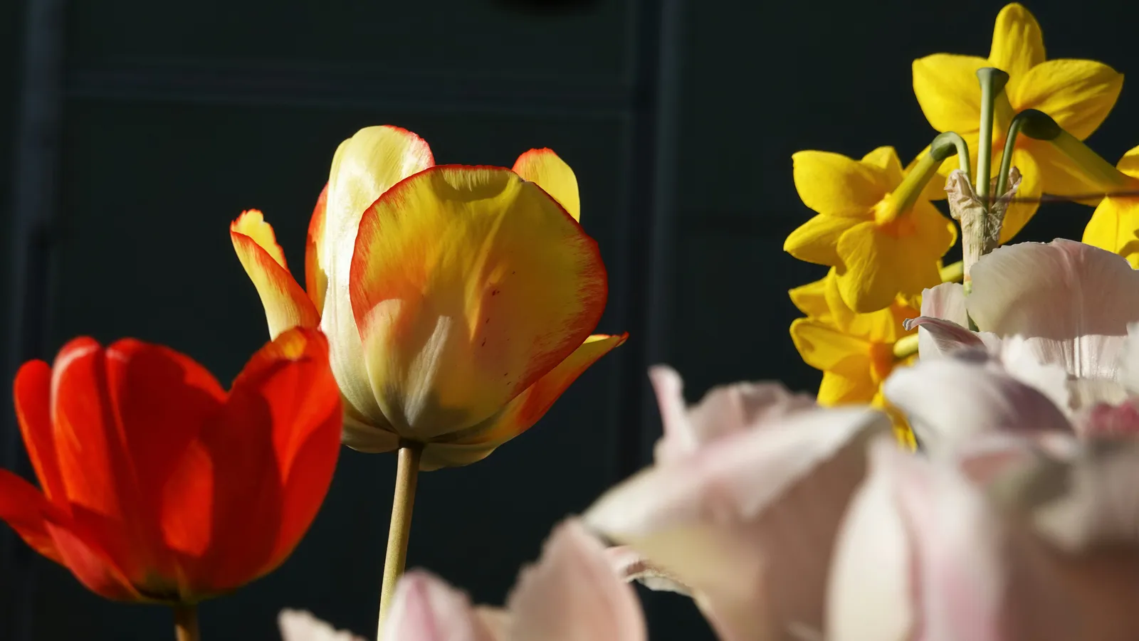 Tulipes rouges, jaunes et roses avec jonquilles dans un bouquet coloré