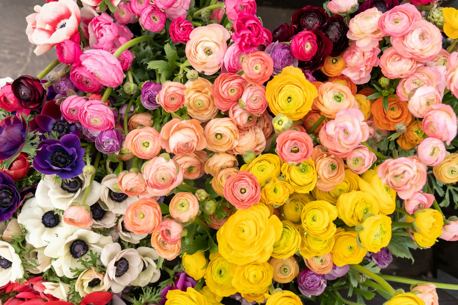 Bouquet de renoncules et d’anémones roses, jaunes et violettes, vu de dessus, sans vase ni personne