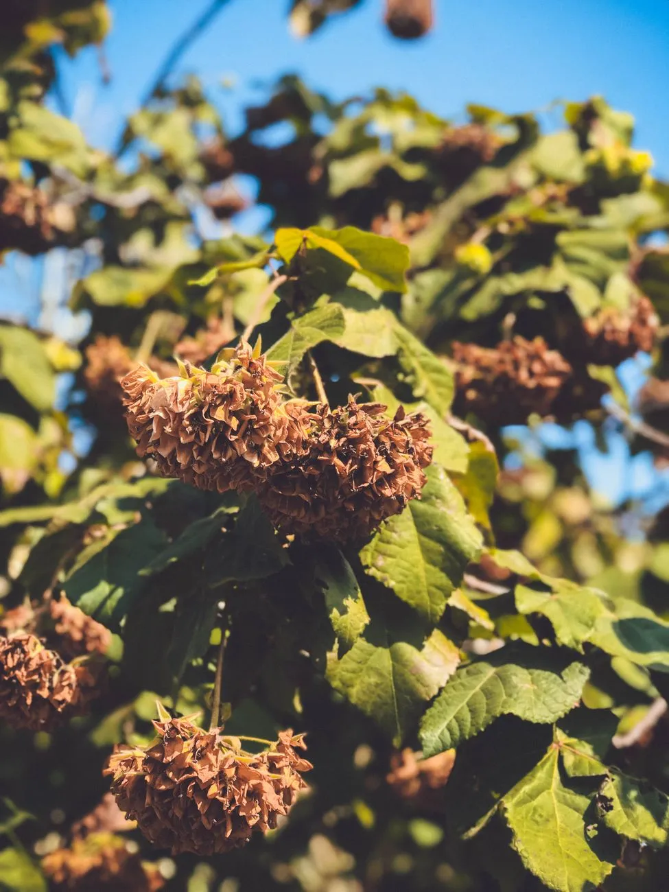 Gros plan sur des fleurs d’hortensia sèches, avec quelques feuilles vertes et un ciel bleu en arrière-plan