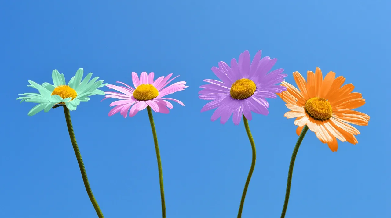 Quatre marguerites colorées alignées sur fond bleu, aux pétales verts, roses, violets et orange
