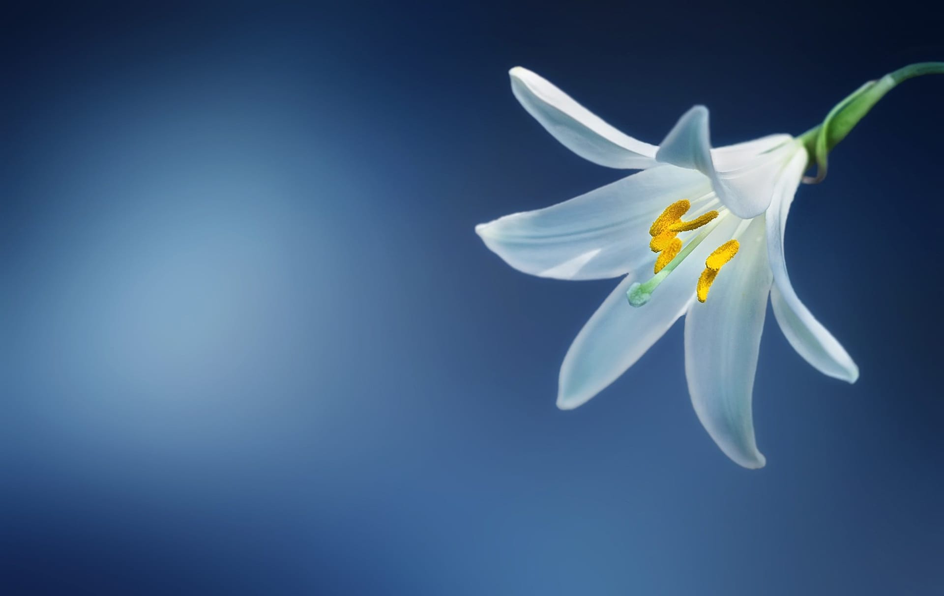 Une fleur de lys blanc sur un fond bleu profond