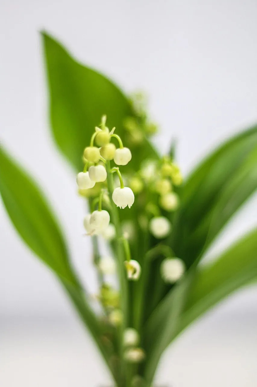 Bouquet de muguet blanc avec larges feuilles vertes, photographié en gros plan sur fond flou de jardin