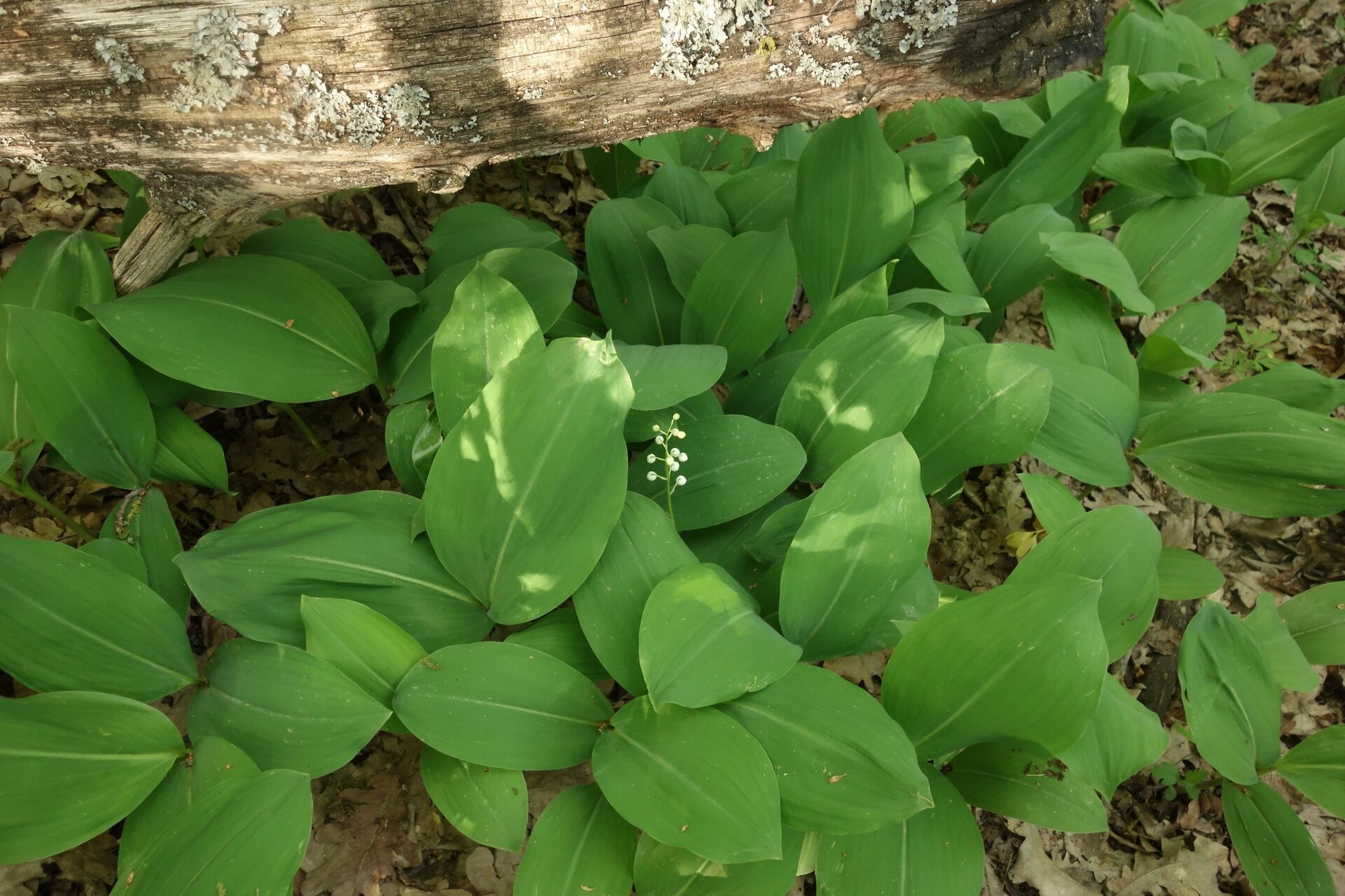 Un tapis de feuilles larges de muguet sauvage au pied d’un tronc couché, avec une hampe de clochettes blanches