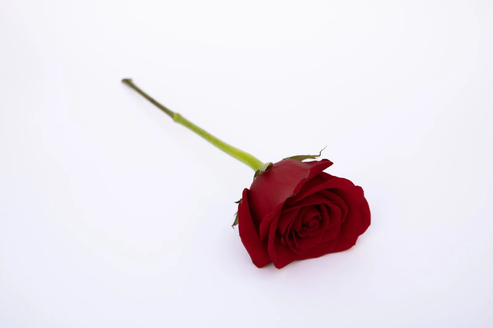 Une seule rose rouge allongée sur un fond blanc, avec sa tige et quelques feuilles