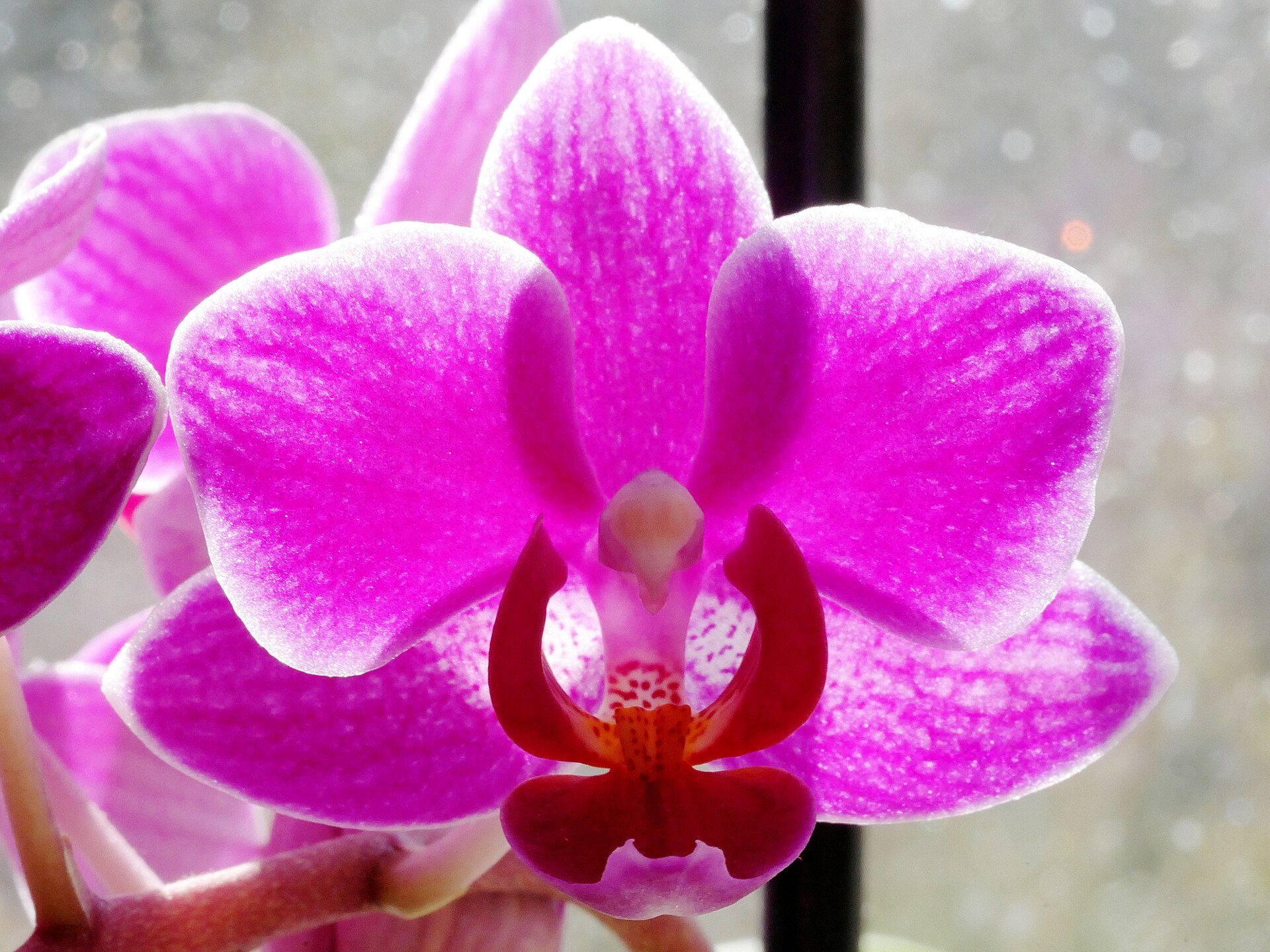 Une fleur d'orchidée Phalaenopsis rose fuchsia au labelle rouge, devant une fenêtre
