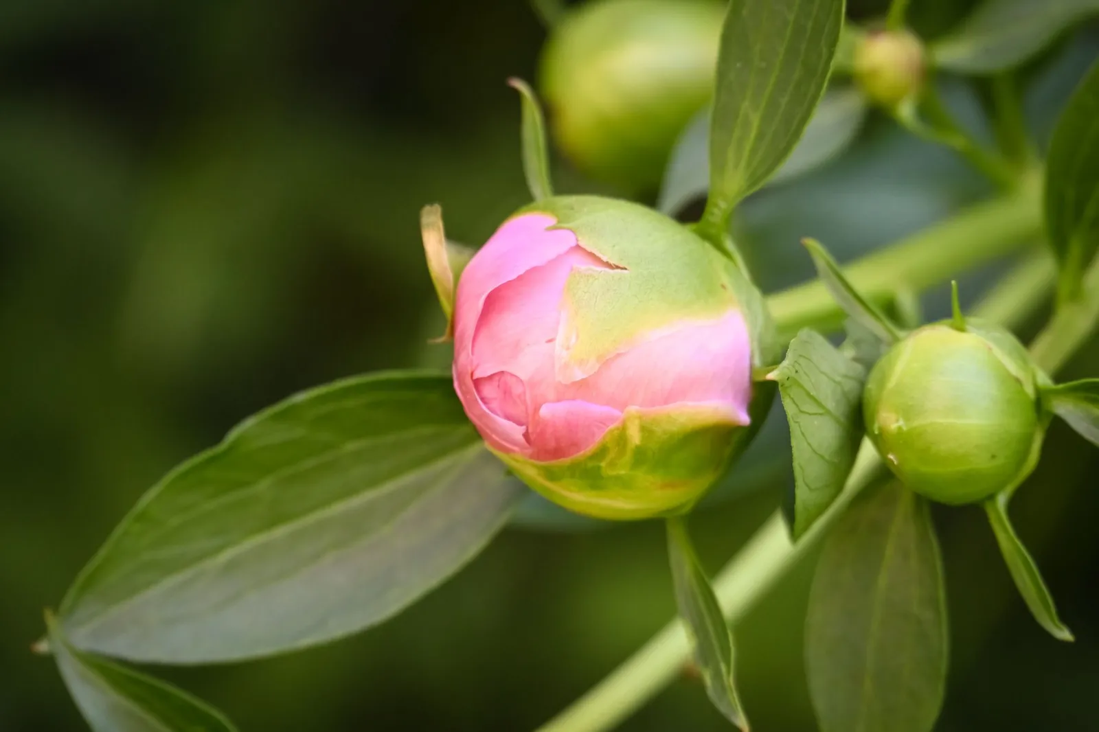 Bouton de pivoine rose encore fermé, entouré de feuilles vertes sur fond flou