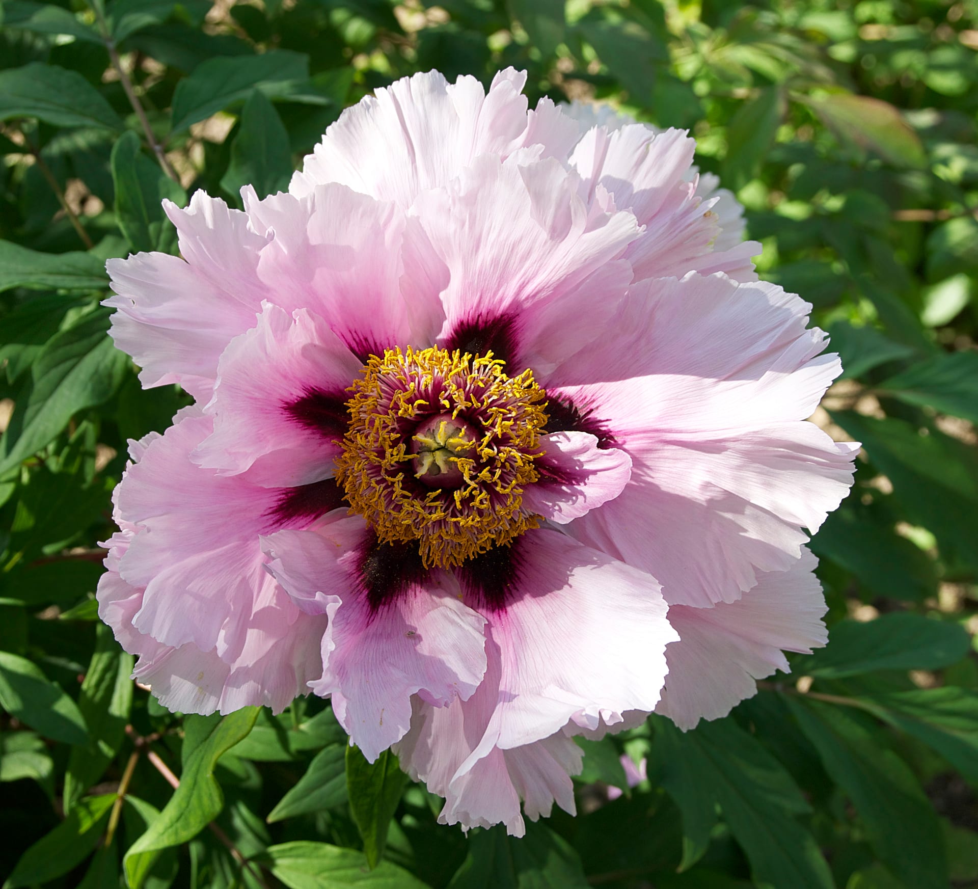 Une grande pivoine rose pâle au cœur pourpre, en pleine floraison