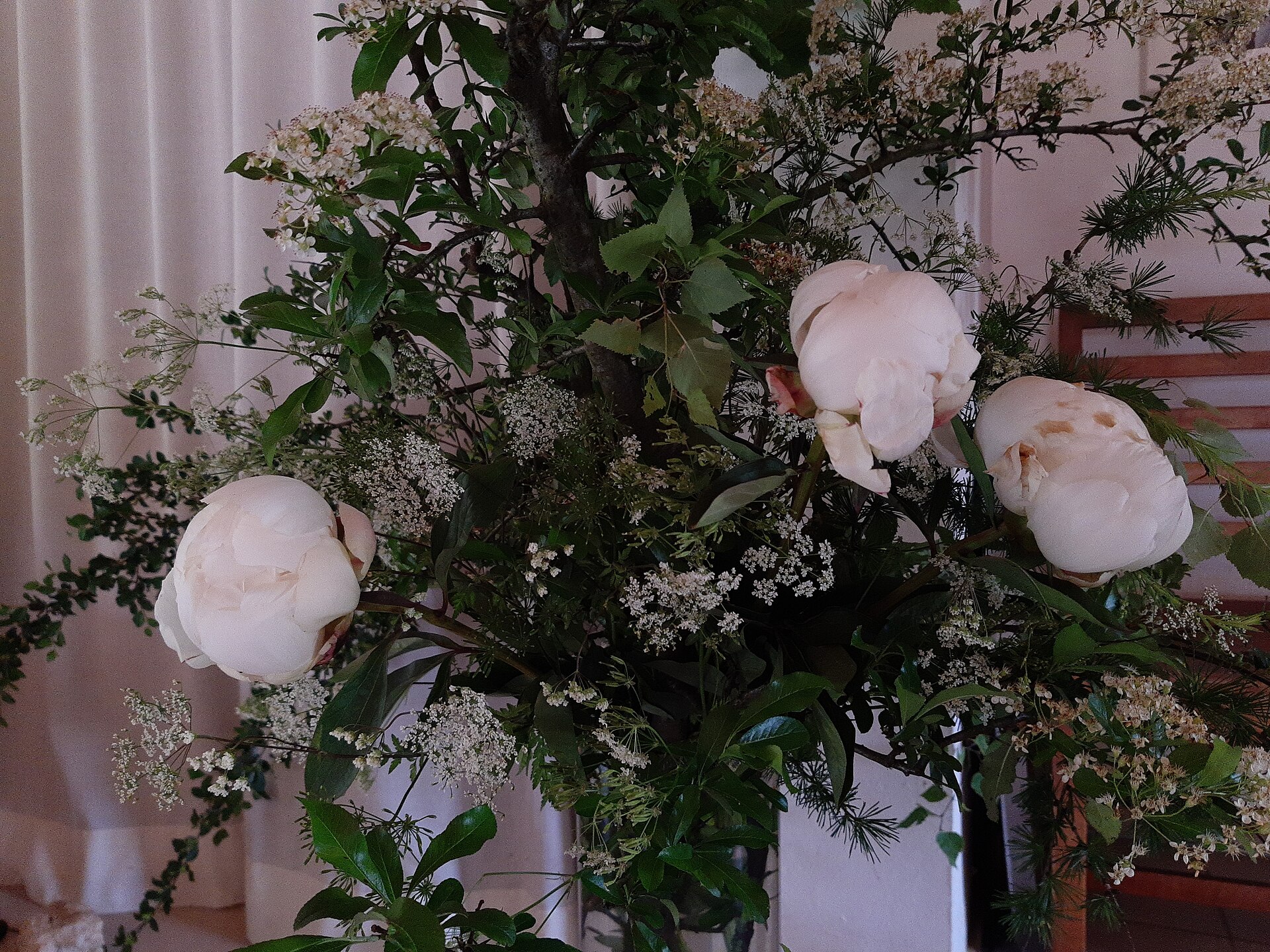 Des pivoines blanches à demi ouvertes dans un grand bouquet de branchages et d'ombellifères blanches