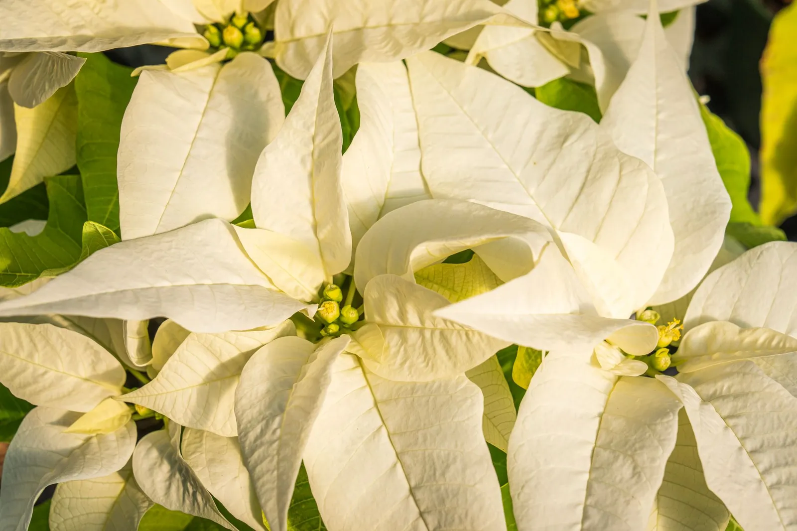Gros plan détaillé d'un poinsettia blanc épanoui au milieu de feuilles vertes