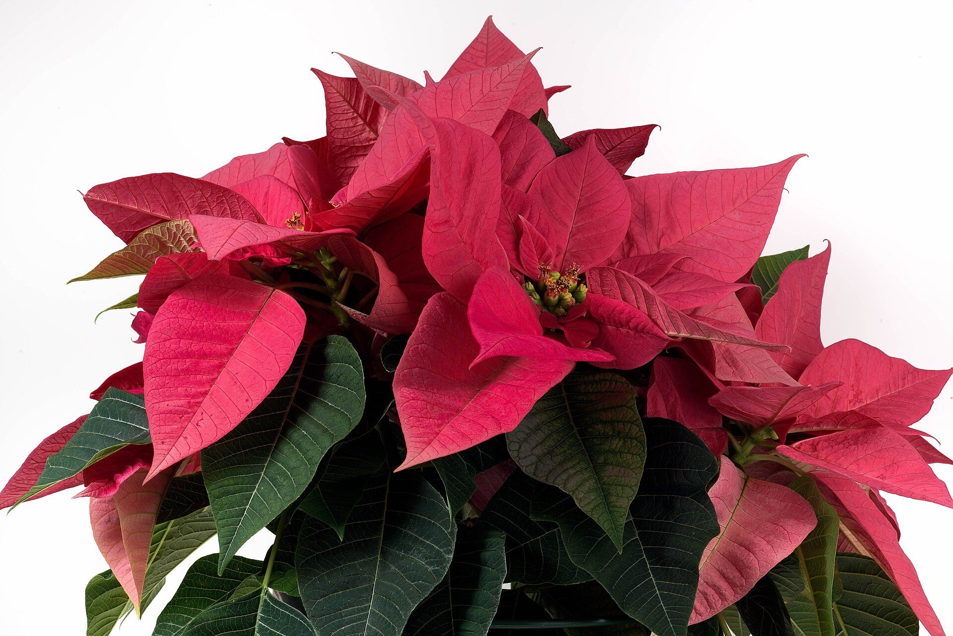 Un poinsettia en pot aux bractées rouges, avec les petites fleurs jaunes au centre de chaque étoile, sur fond blanc