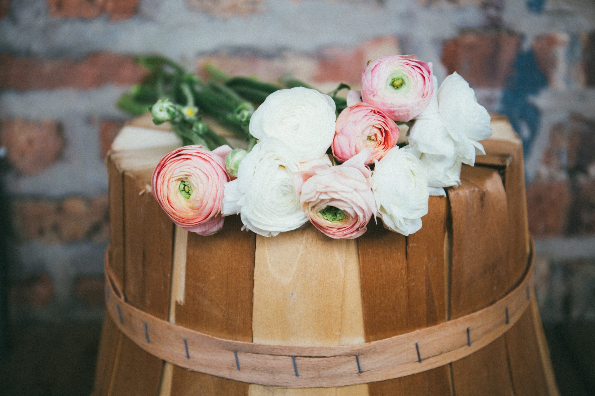 Des renoncules roses et des roses blanches posées sur un baquet en bois contre un mur de briques