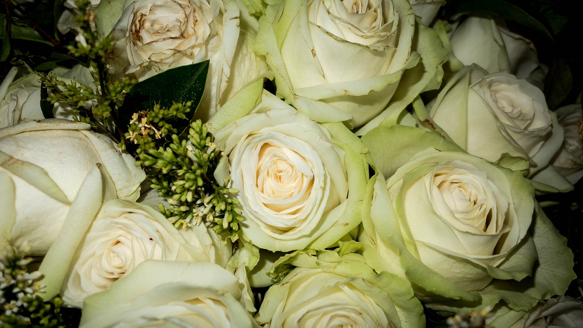 Un bouquet serré de roses blanches crème accompagnées de petites branches vertes