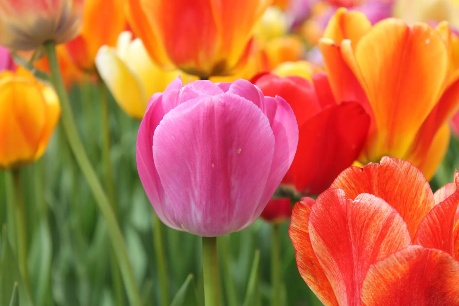 Gros plan de tulipes roses, rouges, orange et jaunes en pleine floraison au printemps