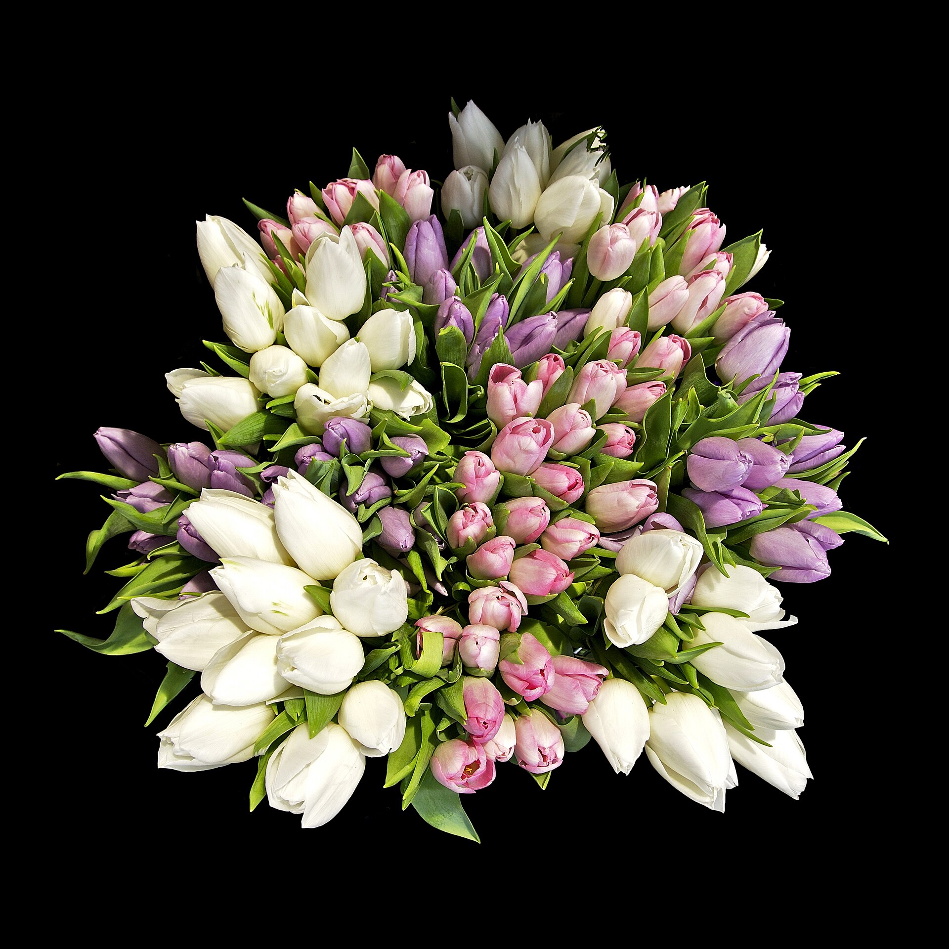 Une grosse botte de tulipes blanches, roses et mauves vue de dessus sur un fond noir