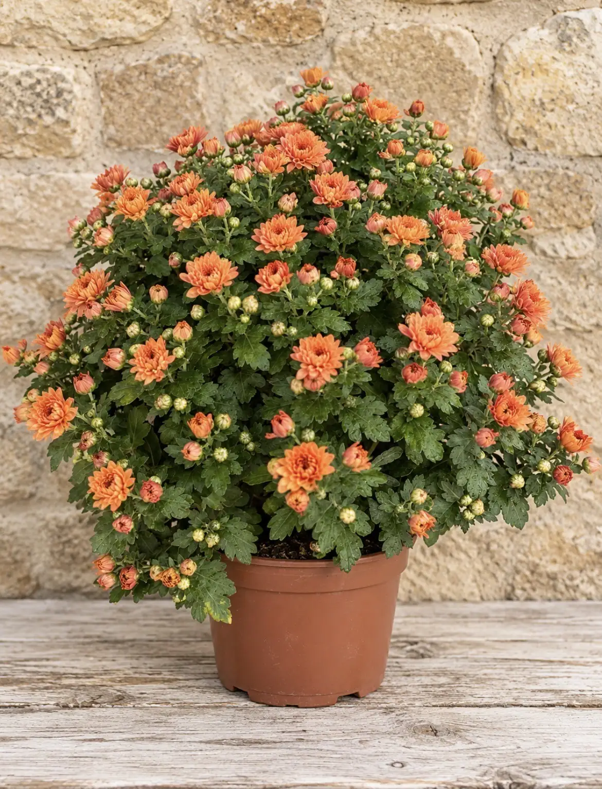 Chrysanthème orange en pot pour la Toussaint
