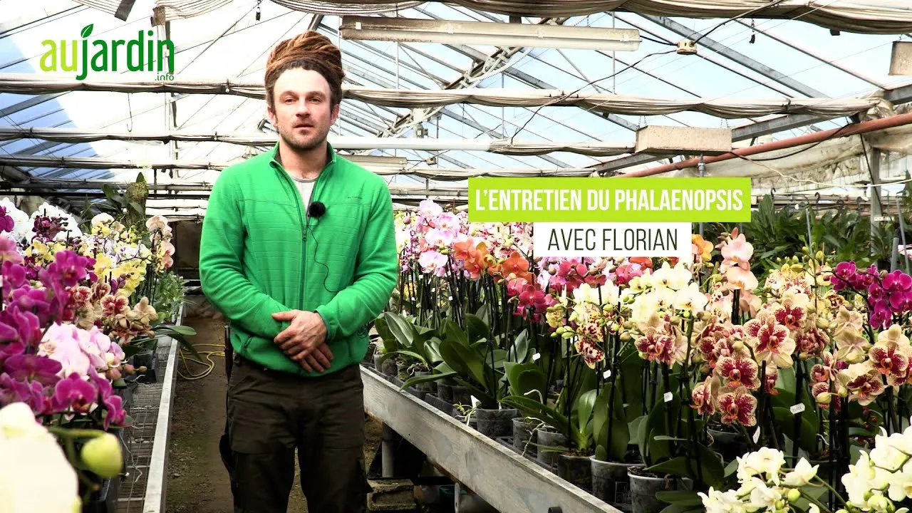 Image de la vidéo « Quel ENTRETIEN pour faire REFLEURIR l'ORCHIDÉE PHALAENOPSIS ? 🌸 » de Au Jardin