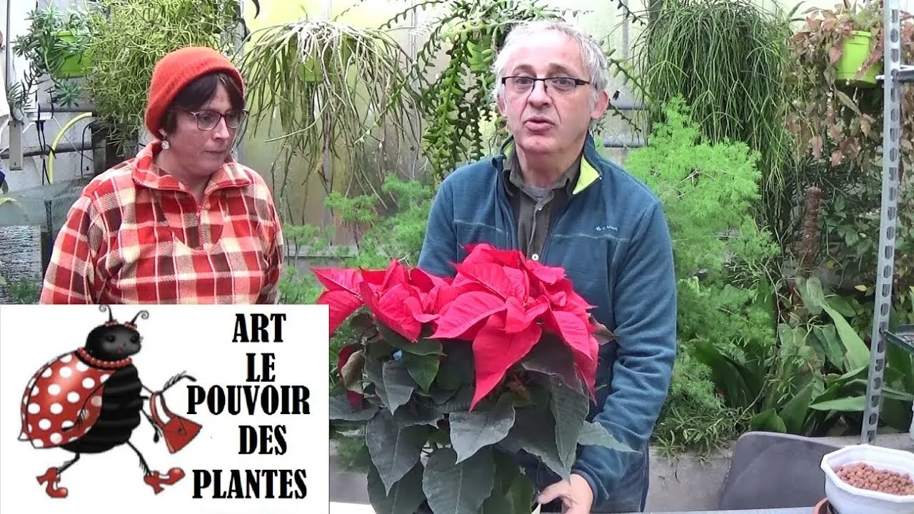 Image de la vidéo « Conseils jardinage: Poinsettia, Etoile de Noël: Entretien et arrosage: Plante verte d'intérieur » de art le pouvoir des plantes